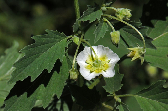 Sharpleaf Groundcherry is a native annual with showy flowers. This species blooms from June to September and from July to October in California. Physalis acutifolia 